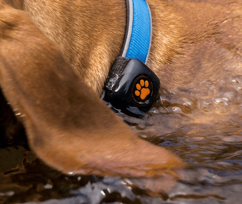 Best dog fitness tracker hot sale