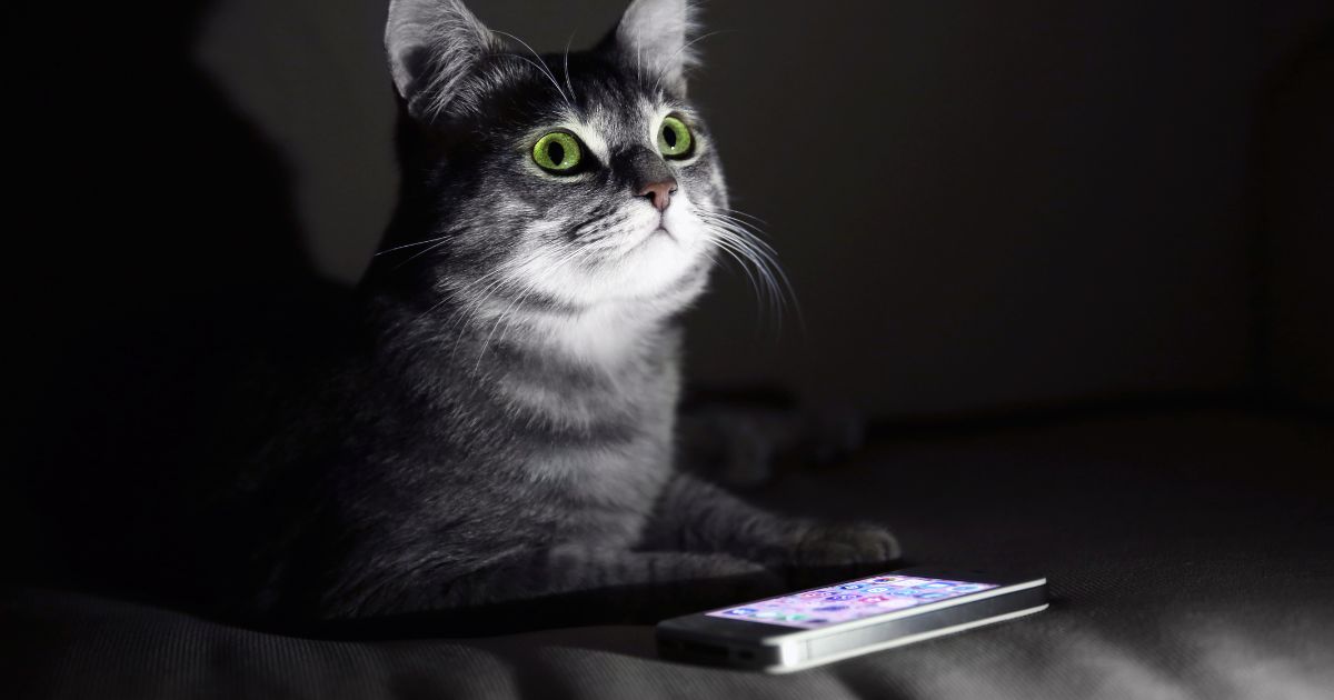 CAT ALONE - Cat Toy - Apps on Google Play