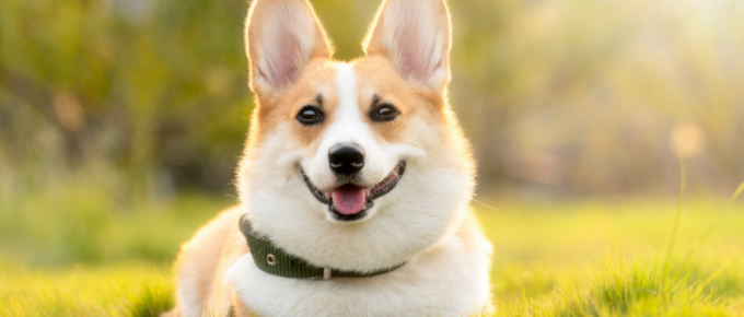 apps for dog parents