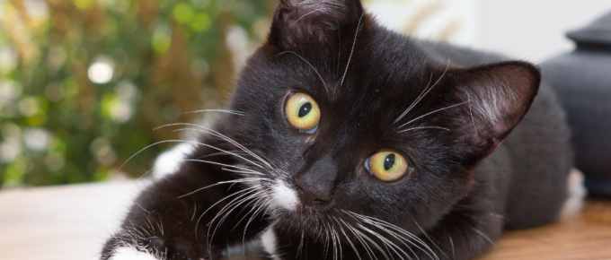 beste apps voor katten