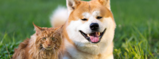 pet sitter apps