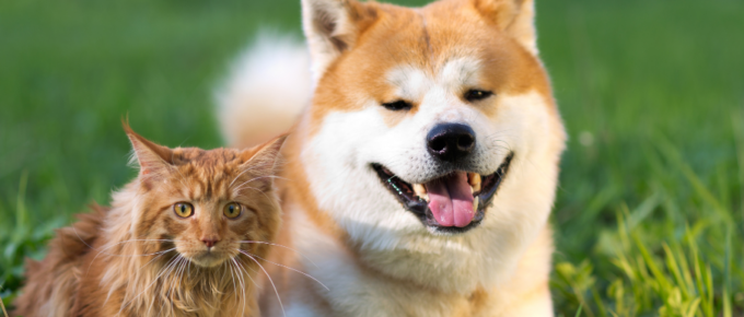 pet sitter apps