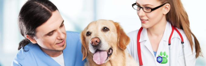 13 Pet Insurance Websites to Save on Those Expensive Vet Bills