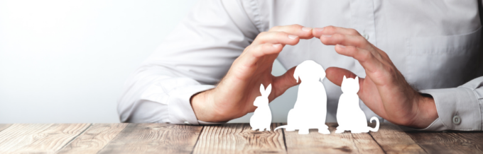 Best Smart Gadgets to Make Pet Owners' Lives Easier