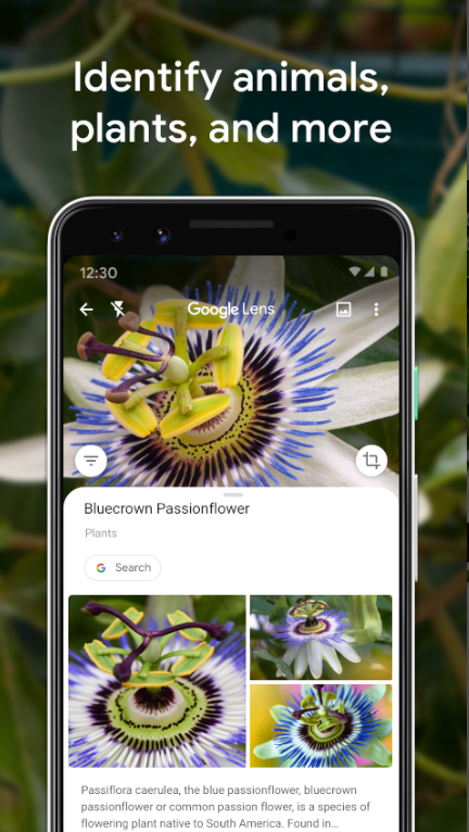 Image Recognition in Google Lens