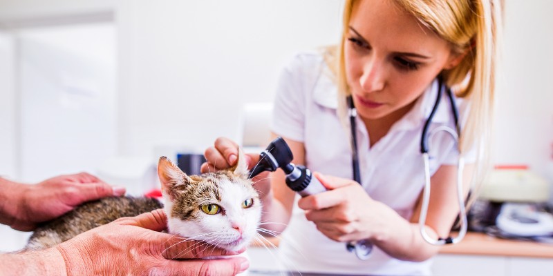 vet-checking-cat-geekflare